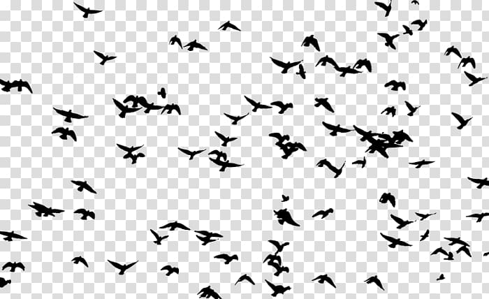 Bird Goose Flock Flight , Bird transparent background PNG clipart