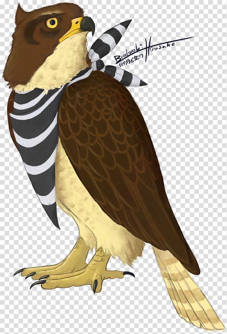 Hawk Owl Eagle Beak Feather, Redtailed Hawk transparent background PNG clipart