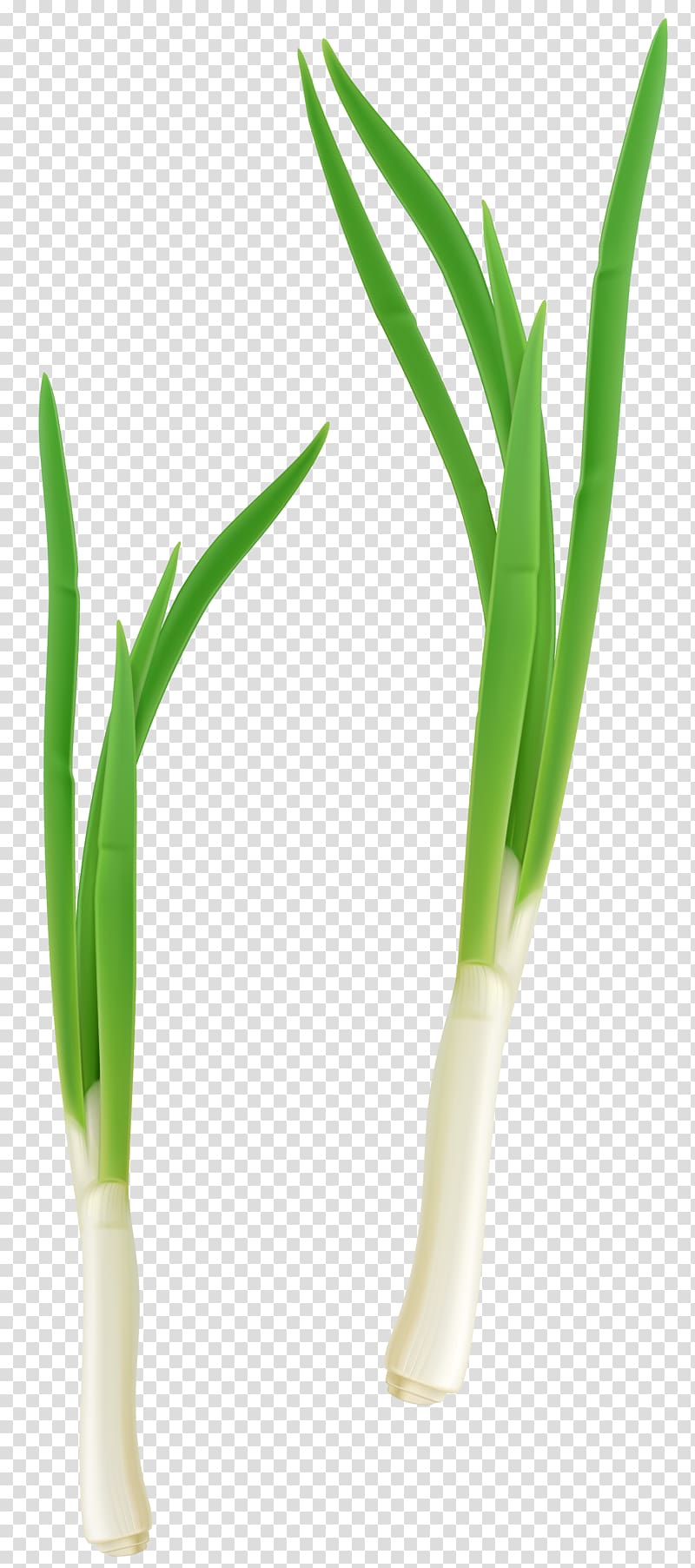 two spring onions, Grasses Flowerpot Allium fistulosum, Green Fresh Onion transparent background PNG clipart