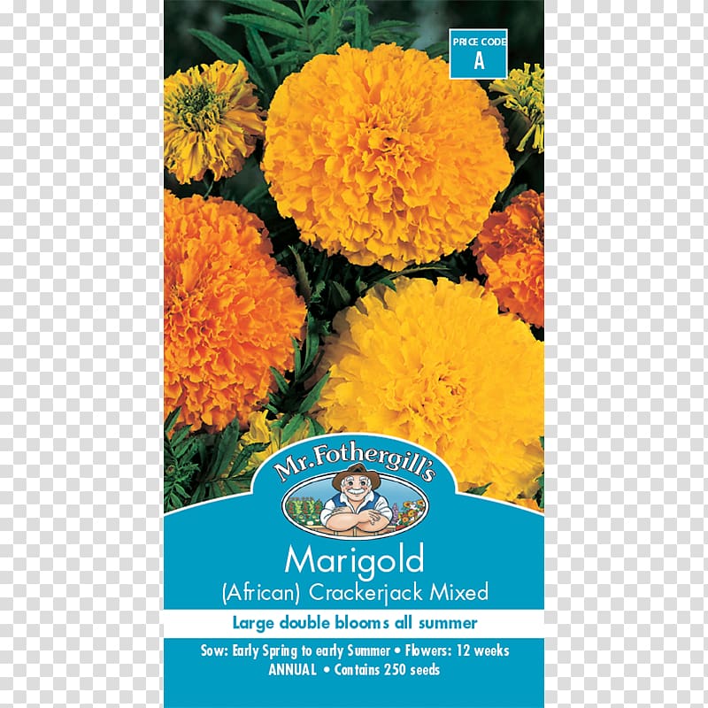 Mexican marigold Seed Flower Calendula officinalis Crop, flower transparent background PNG clipart