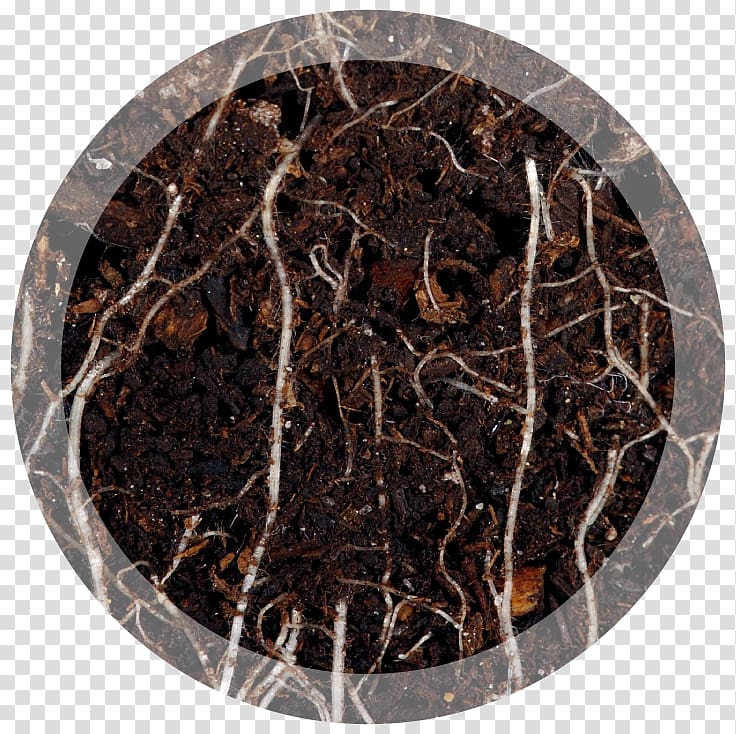 Nutrient Soil Root Foliar feeding Health, turf transparent background PNG clipart