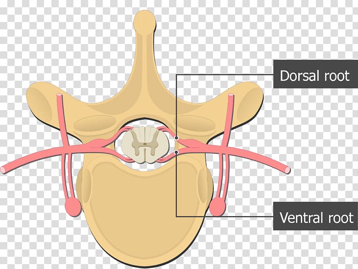 Dorsal root of spinal nerve Ventral root of spinal nerve Spinal cord Vertebral column, thoracic transparent background PNG clipart
