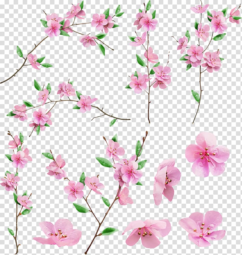 Cherry blossom East Asian Cherry Cerasus, sakura transparent background PNG clipart
