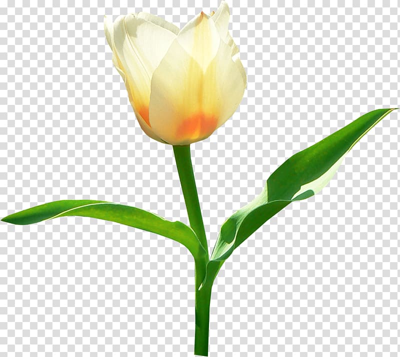 yellow petaled flower , Single White Tulip transparent background PNG clipart