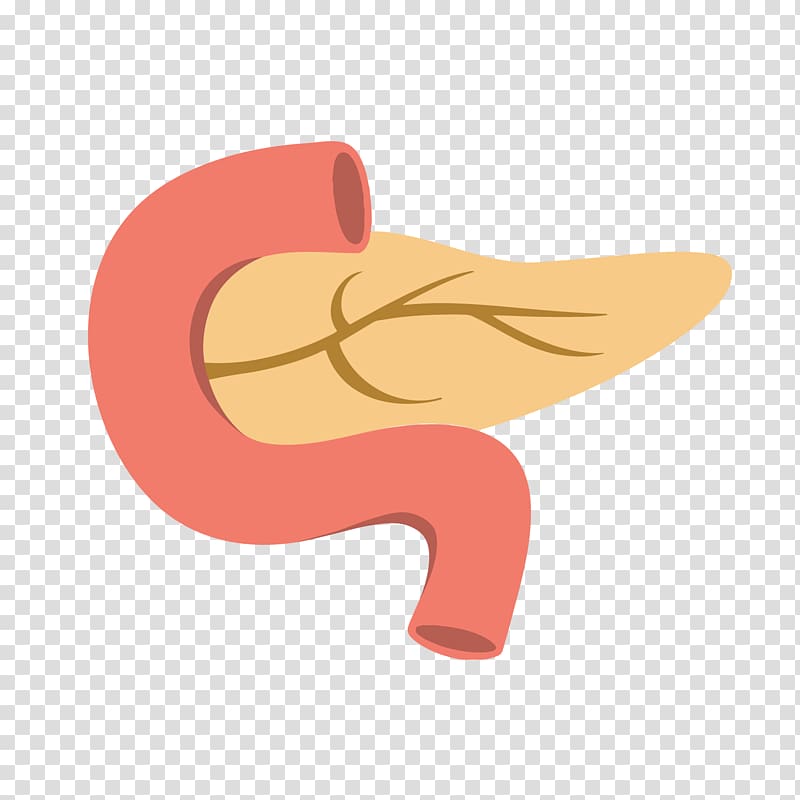 Cartoon , pancreas transparent background PNG clipart | HiClipart