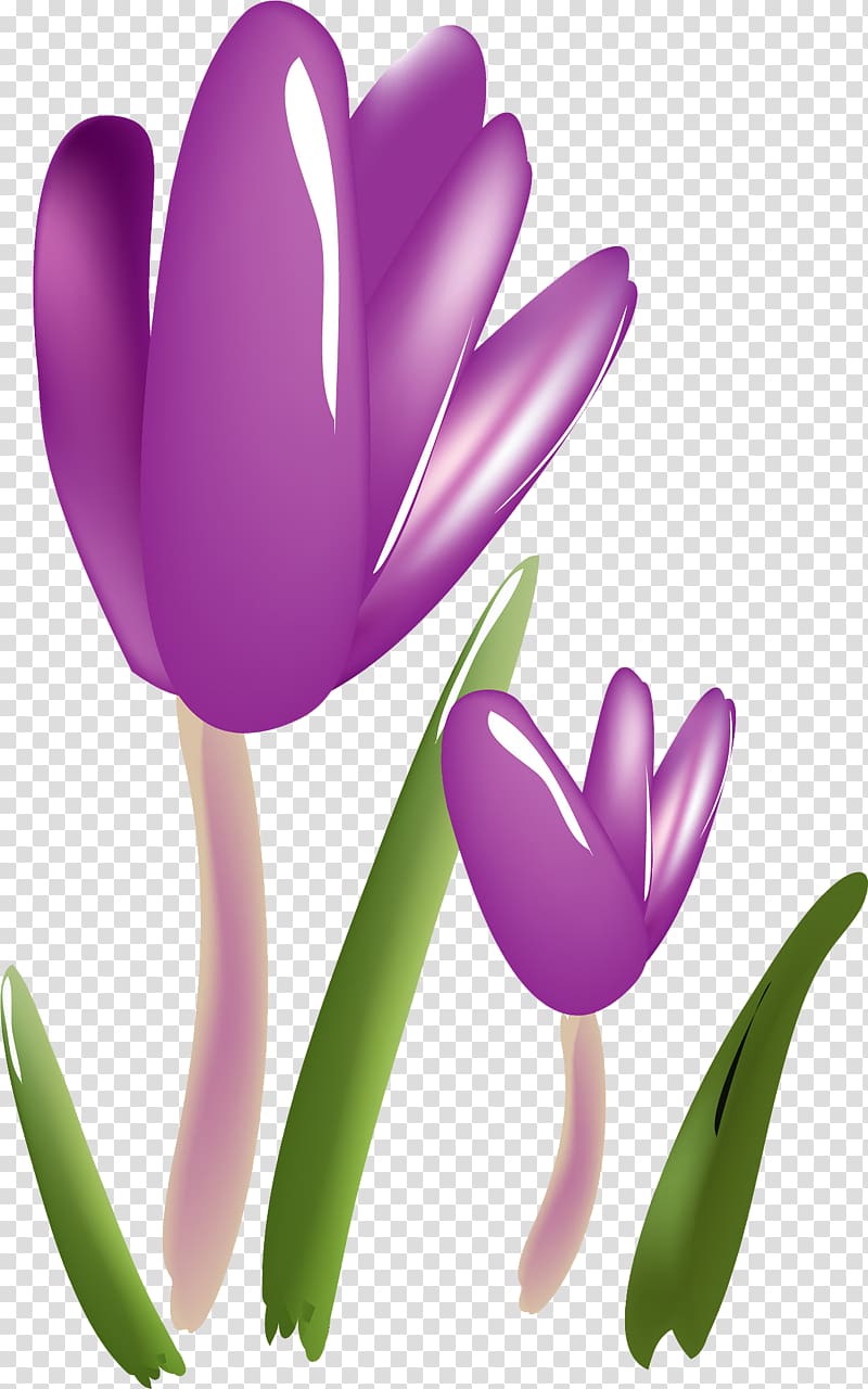 Flower Crocus Plant Saffron Tulip, crocus transparent background PNG clipart