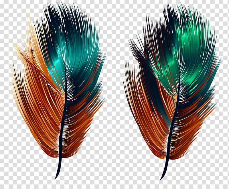 Feather Illustration, Beautiful feathers transparent background PNG clipart