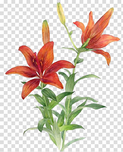 Lilium bulbiferum Red Flower, Red lily transparent background PNG clipart