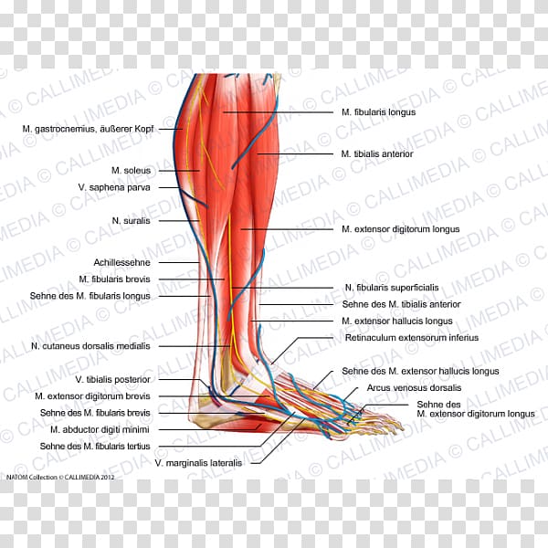 Superficial peroneal nerve Human leg Crus Vein, others transparent background PNG clipart