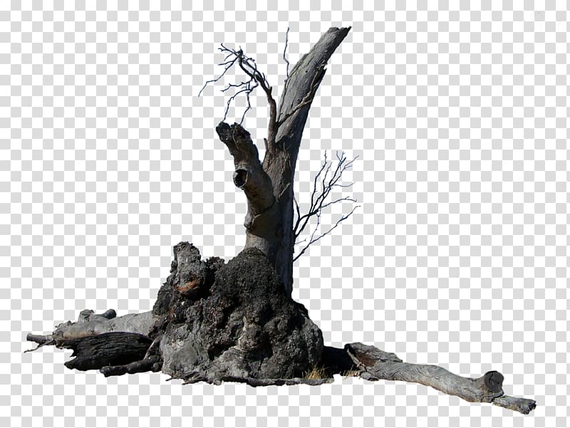 Tree Branch Rendering Root, tree trunk transparent background PNG clipart
