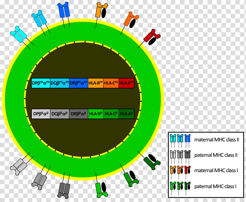 Human leukocyte antigen Major histocompatibility complex MHC class II Gene expression, others transparent background PNG clipart