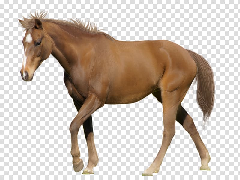 Tennessee Walking Horse American Miniature Horse Appaloosa Clydesdale horse Stallion, Horse transparent background PNG clipart