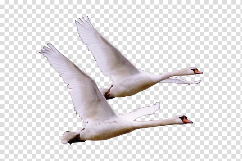 Cygnini Bird Crane Cisnes y gansos, птицы transparent background PNG clipart