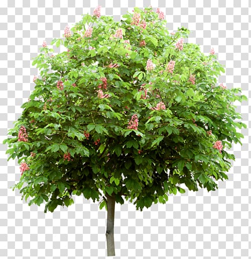 Branch Tree Mediterranean cypress Shrub Leaf, verdure transparent background PNG clipart