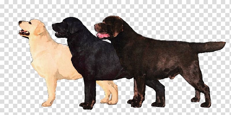 Flat-Coated Retriever Labrador Retriever Newfoundland dog Dog breed Cane Corso, Labrador Retriever transparent background PNG clipart