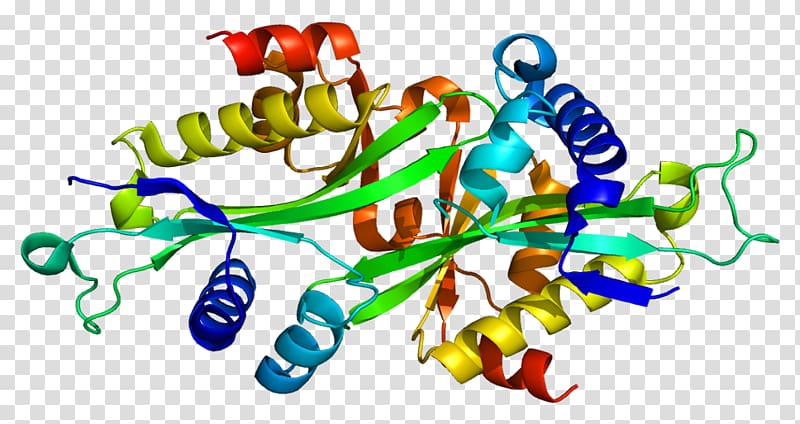 Acetyltransferase Protein SAT1 Gene Polyamine-modulated factor 1, sat transparent background PNG clipart