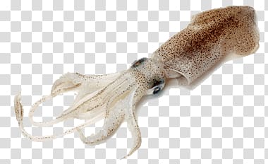 brown squid , Squid transparent background PNG clipart