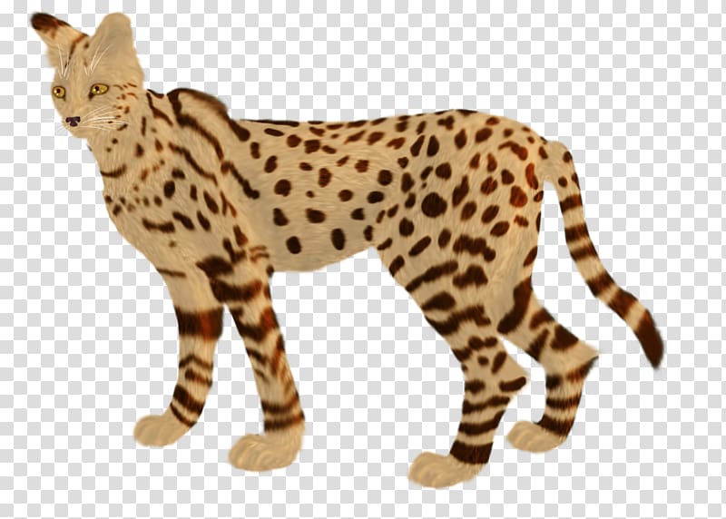 Whiskers Cheetah Leopard Ocelot Wildcat, cheetah transparent background PNG clipart
