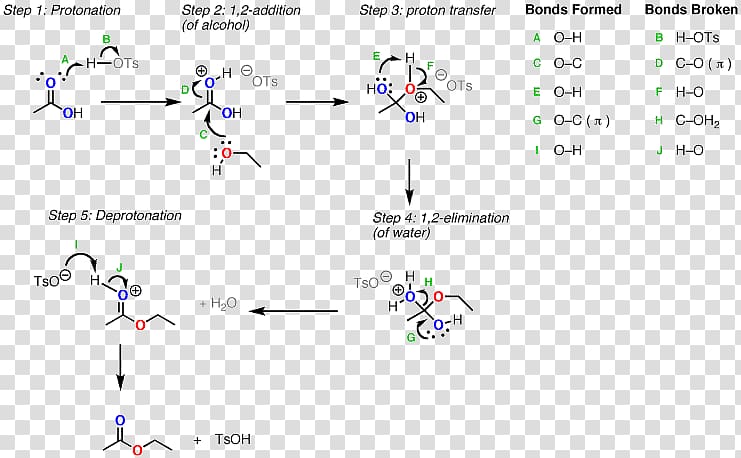 Fischer–Speier esterification Carboxylic acid Reaction mechanism, others transparent background PNG clipart