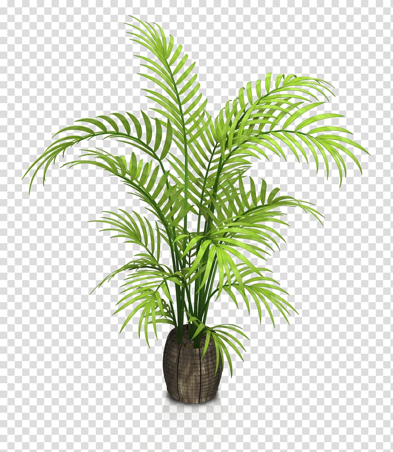 Houseplant Flowerpot, Indoor potted plants, green leafed bamboo palm transparent background PNG clipart