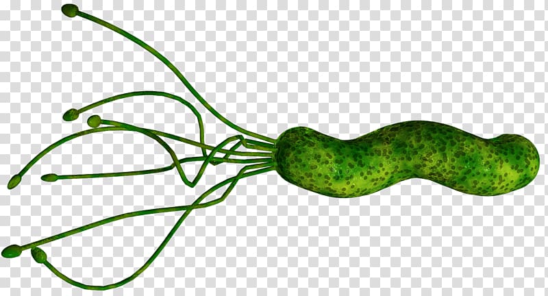 Helicobacter Pylori Infection Peptic ulcer disease Bacteria Gastritis, health transparent background PNG clipart