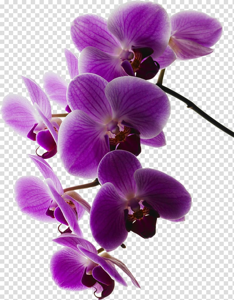 Moth orchids Art.com, Orchid frame transparent background PNG clipart
