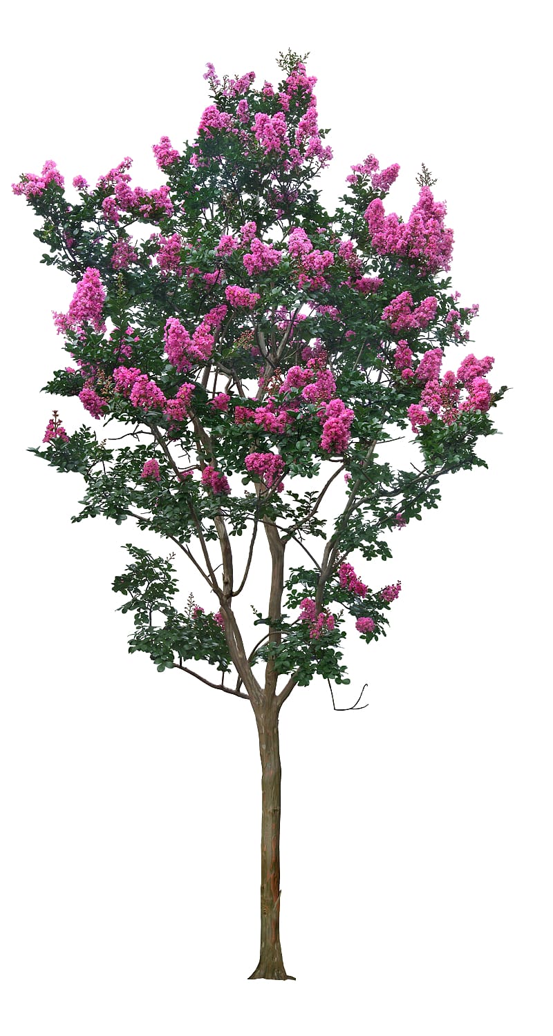 pink petaled flower tree , Tree Crepe myrtle, Crape myrtle tree transparent background PNG clipart