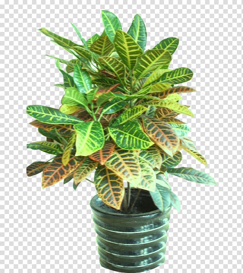 Flowerpot Bonsai Plant, flowers transparent background PNG clipart