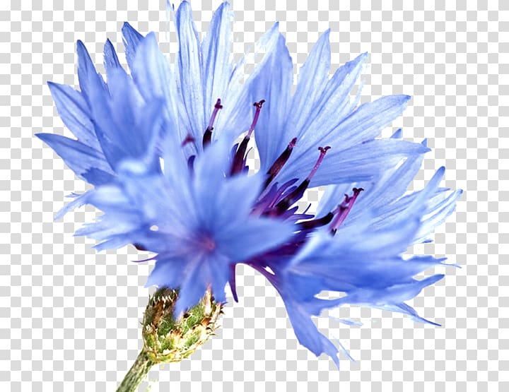 Cornflower blue Watercolor painting Watercolour Flowers, painting transparent background PNG clipart