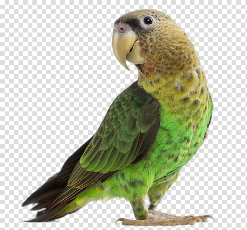 green parrot transparent background PNG clipart