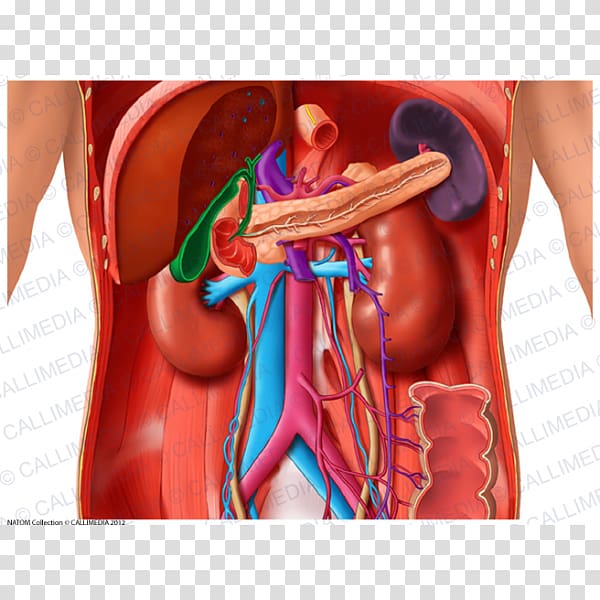 Abdomen Organ Anatomy Human body Stomach, abdomen anatomy transparent background PNG clipart