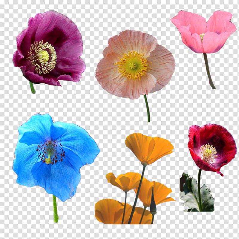 Opium poppy Cut flowers, Poppy flowers transparent background PNG clipart