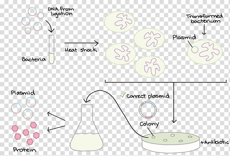 Imperial College London Engineering Research Laboratory Faculty, others transparent background PNG clipart