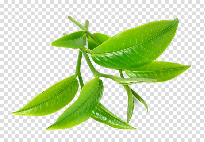 green leaves, Green tea Tea tree oil Camellia sinensis, tea leaves transparent background PNG clipart