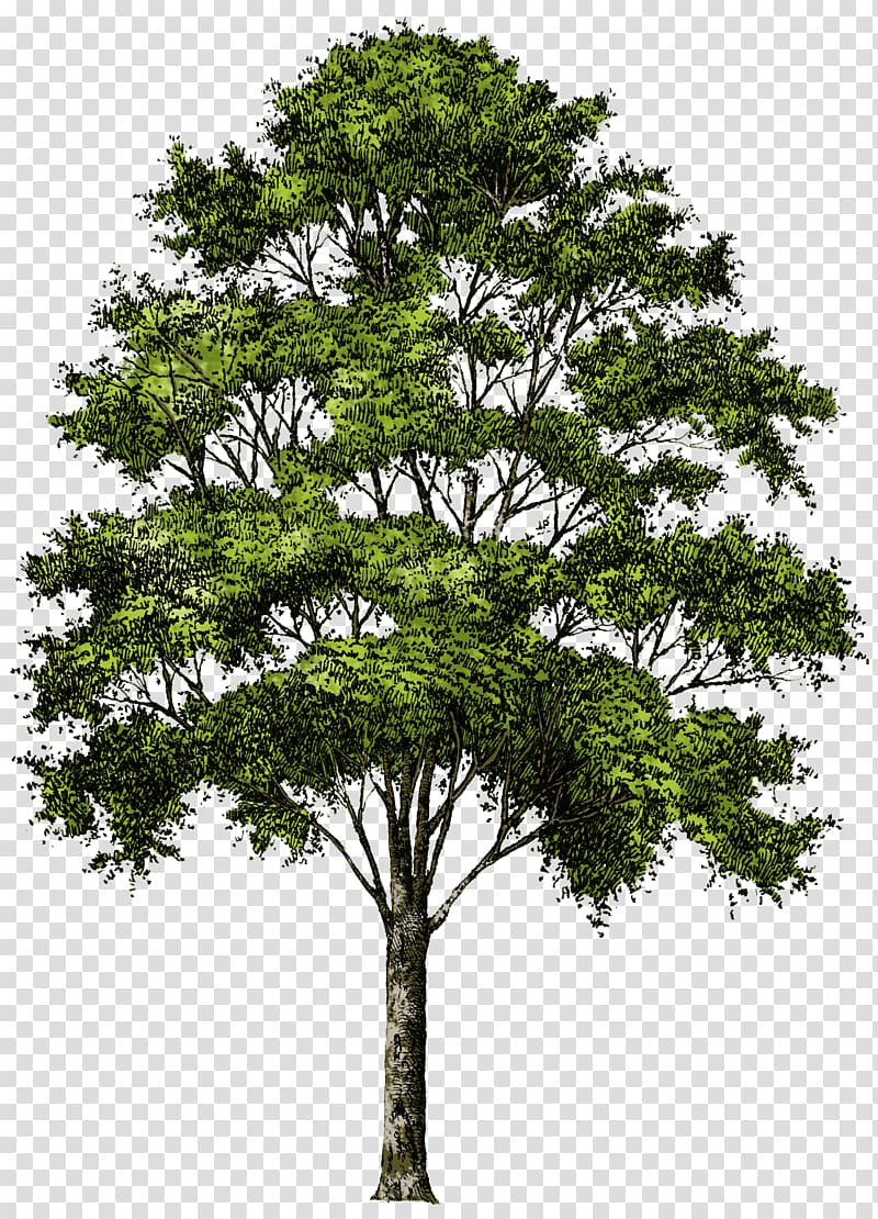 green leaf tree illustration, Tree , Tree transparent background PNG clipart
