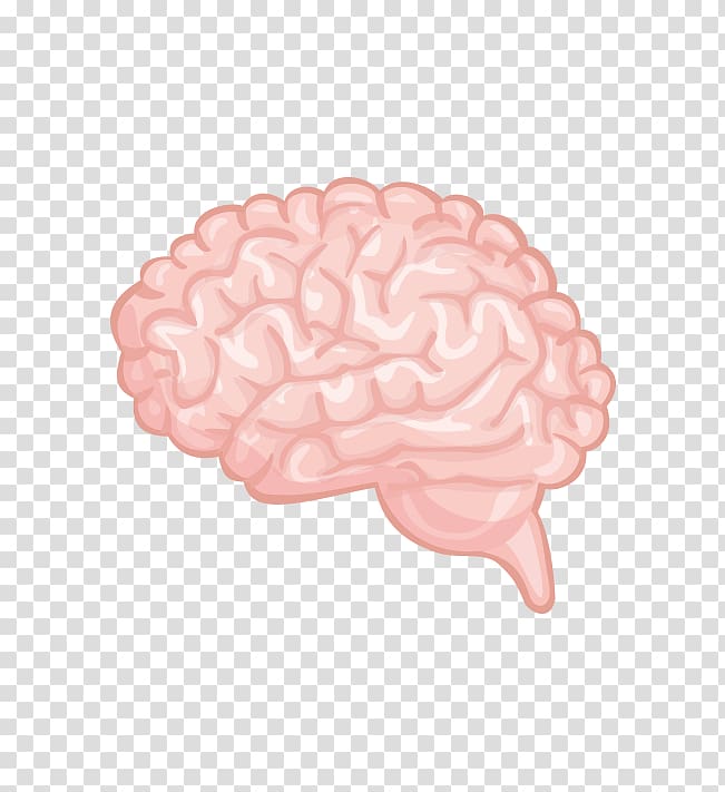 pink brain , Brain Cerebrum, human brain material transparent background PNG clipart