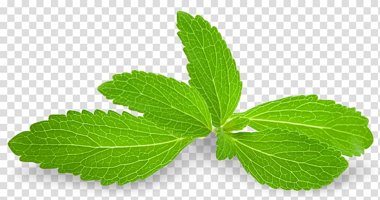 Stevia Candyleaf Sugar substitute Extract Steviol glycoside, spearmint transparent background PNG clipart