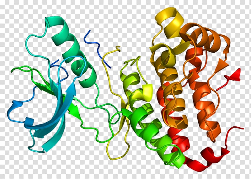 EPH receptor A3 Ephrin receptor Protein Gene, others transparent background PNG clipart