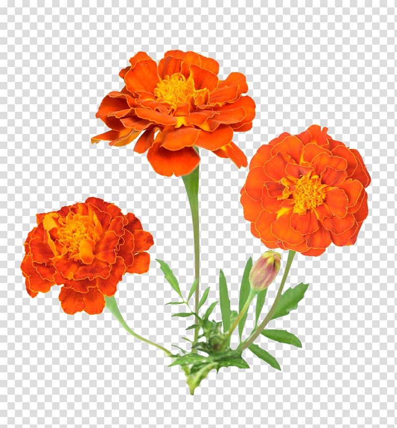 Mexican marigold Flower , Marigold flower material transparent background PNG clipart