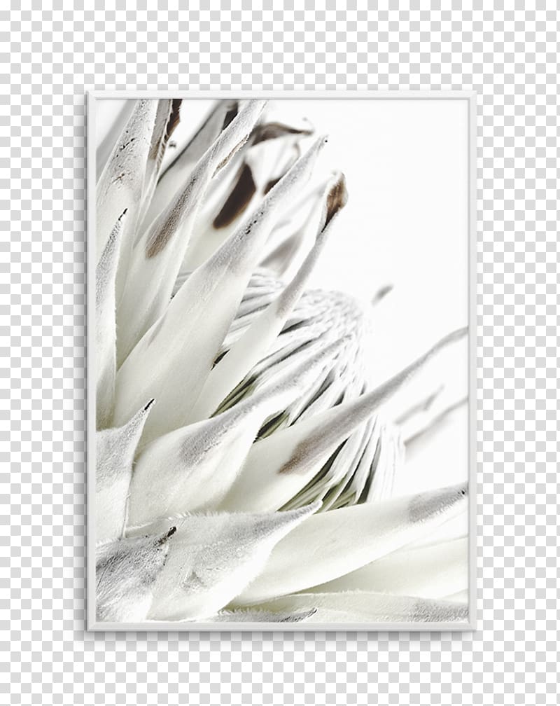 Protea cynaroides Printing Interior Design Services Poster, design transparent background PNG clipart