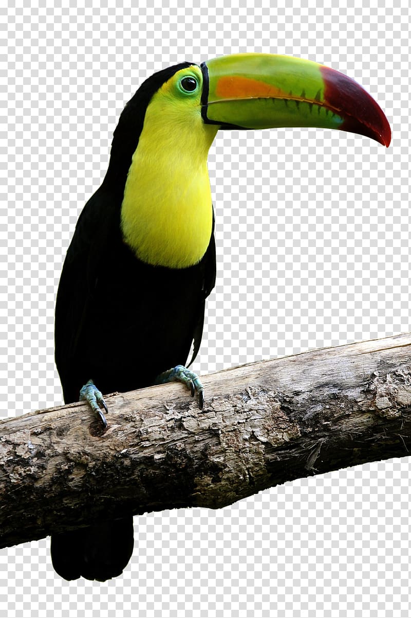 Parrot Bird Toco toucan Beak, parrot transparent background PNG clipart