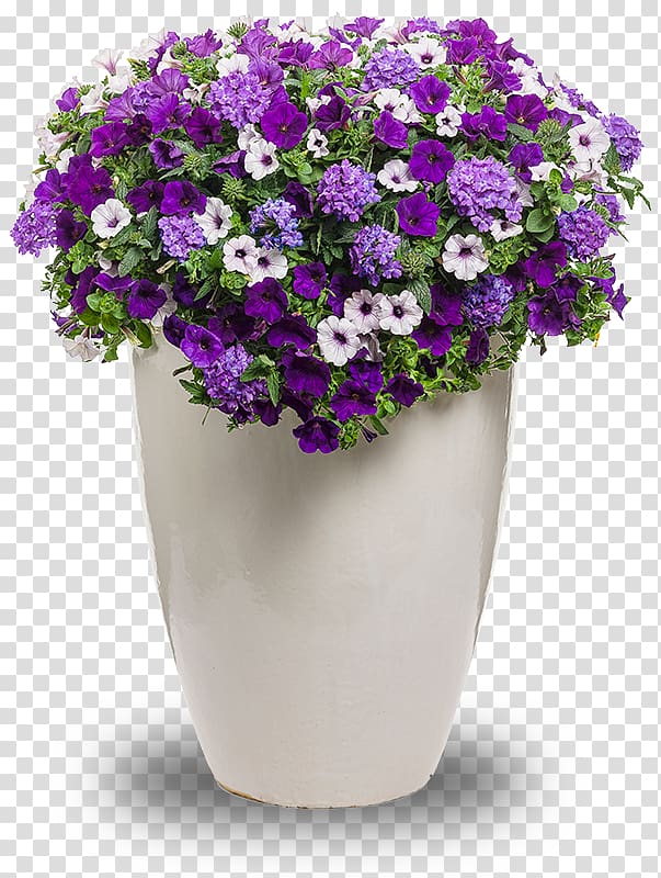 Common lilac Flower garden Petunia Spotted dead-nettle, flower transparent background PNG clipart