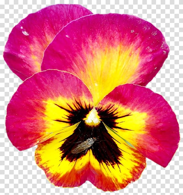 Pansy Annual plant Close-up, others transparent background PNG clipart