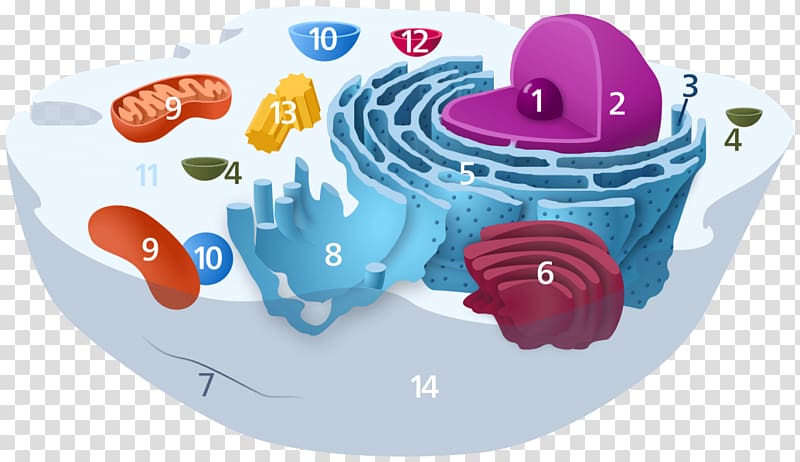 Golgi apparatus Endomembrane system Cell Organelle Endoplasmic reticulum, others transparent background PNG clipart