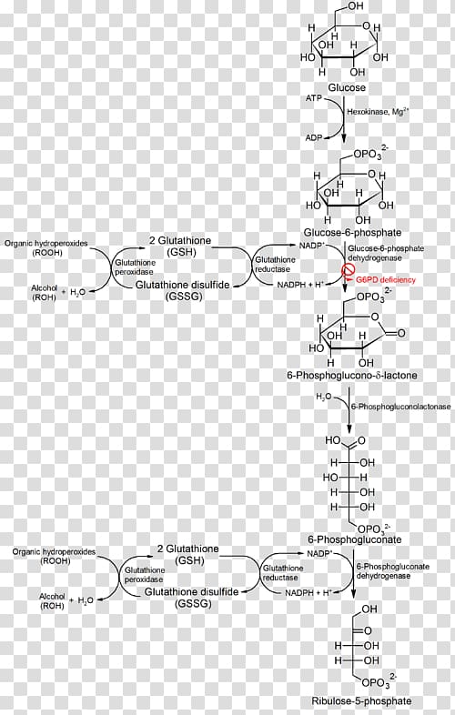 Glucose 6-phosphate Glucose-6-phosphate dehydrogenase deficiency Hematology Pentose phosphate pathway, blood transparent background PNG clipart