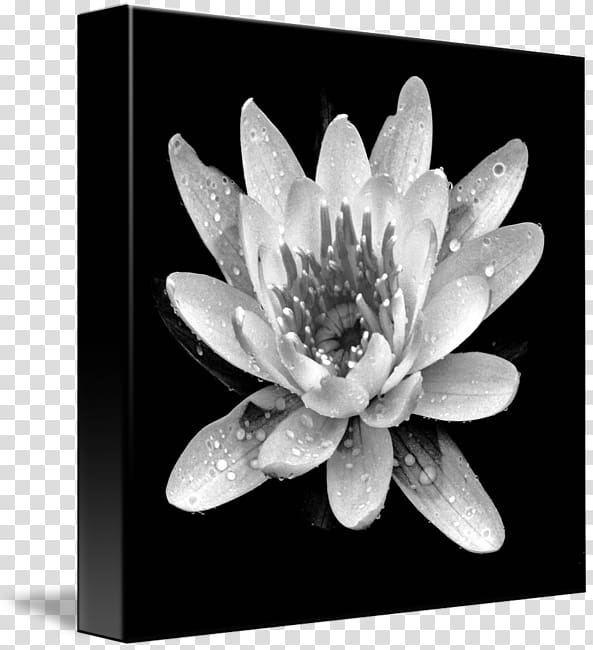 Gallery wrap Canvas Art White Plant, waterlily transparent background PNG clipart