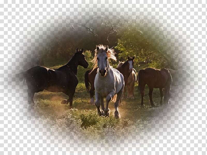 Mustang Stallion Mare Akhal-Teke Feral horse, mustang transparent background PNG clipart