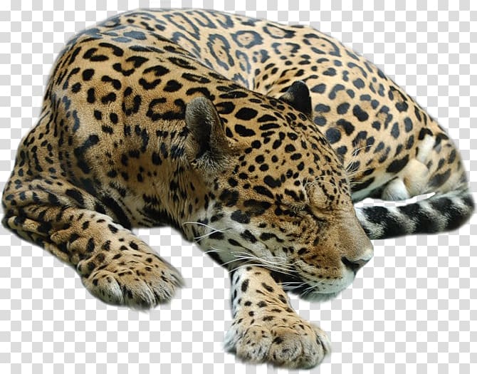 Cheetah Leopard Tiger Cat, Cheetah transparent background PNG clipart