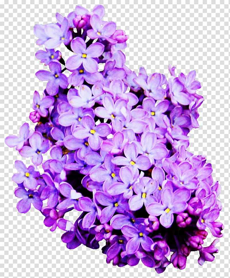 Flower Lavender Color, flor transparent background PNG clipart