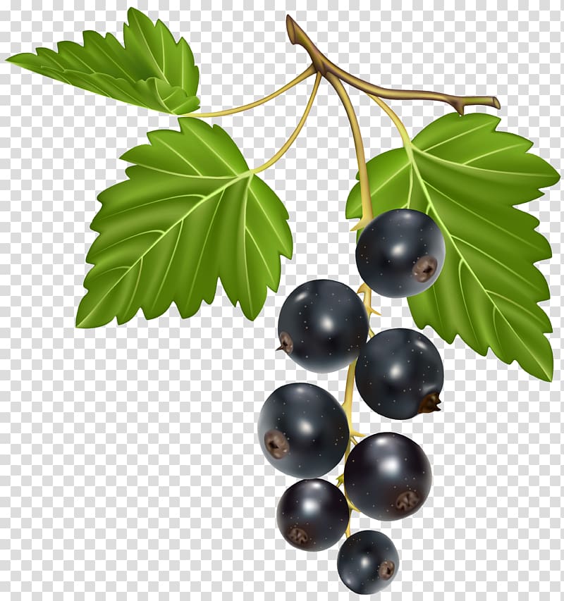 blackberries , Blackcurrant Blackberry , Blackcurrant transparent background PNG clipart